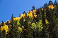 Trees and Dunes